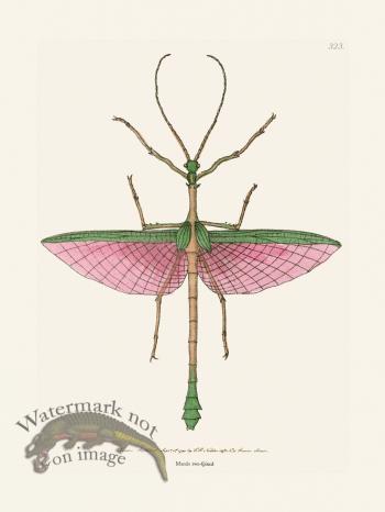 323 Mantis Tow-Spined